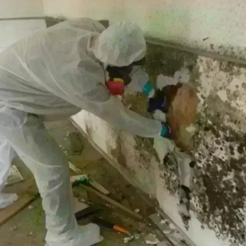 Mold Remediation and Removal in Worcester, MA